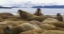 Picture of NORWAY, SVALBARD, TORELLNESET WALRUSES RESTING