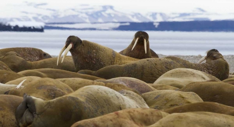 Picture of NORWAY, SVALBARD, TORELLNESET WALRUSES RESTING