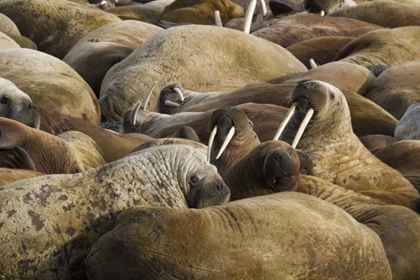 Picture of NORWAY, SVALBARD, TORELLNESET WALRUSES RESTING