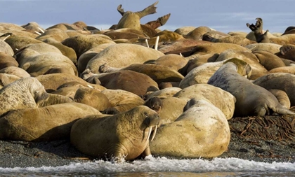 Picture of NORWAY, SVALBARD, TORELLNESET WALRUSES RESTING