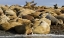 Picture of NORWAY, SVALBARD, TORELLNESET WALRUSES RESTING