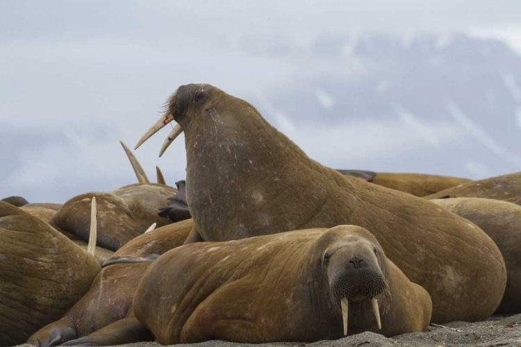 Picture of NORWAY, SVALBARD, TORELLNESET WALRUSES RESTING