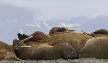 Picture of NORWAY, SVALBARD, TORELLNESET WALRUSES RESTING