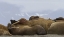 Picture of NORWAY, SVALBARD, TORELLNESET WALRUSES RESTING