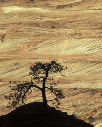 Picture of UT, ZION NP PINE TREE SILHOUETTED AGAINST ROCK