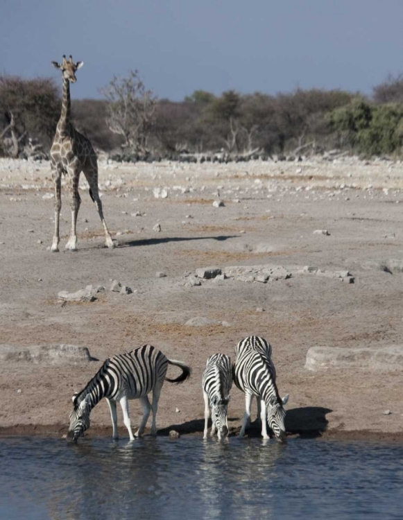 Picture of NAMIBIA, ETOSHA NP ZEBRA AND GIRAFFE AT CHUDOP