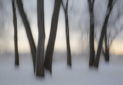Picture of CANADA, OTTAWA, OTTAWA RIVER ABSTRACT OF TREES