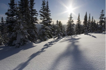 Picture of CANADA, BC, SMITHERS SNOW-LADEN SPRUCE TREES