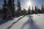 Picture of CANADA, BC, SMITHERS SNOW-LADEN SPRUCE TREES