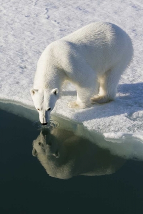 Picture of NORWAY, SVALBARD POLAR BEAR REFLECTED IN WATER