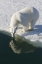 Picture of NORWAY, SVALBARD POLAR BEAR REFLECTED IN WATER