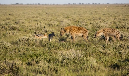 Picture of NAMIBIA HYENAS AND BLACK-BACKED JACKALS EATING