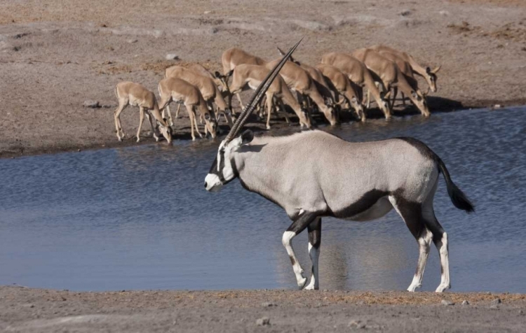 Picture of NAMIBIA, ETOSHA NP ORYX AND BLACK-FACED IMPALA