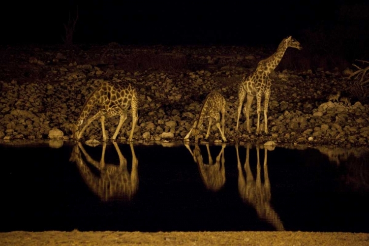 Picture of NAMIBIA, ETOSHA NP GIRAFFE DRINKS AT OKAUKUEJO