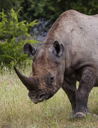 Picture of NAMIBIA, ETOSHA NP RHINOCEROS GRAZING ON GRASS