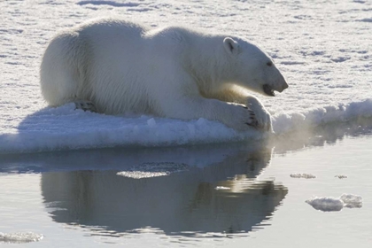 Picture of NORWAY, SVALBARD POLAR BEAR BACKLIT AS IT SITS