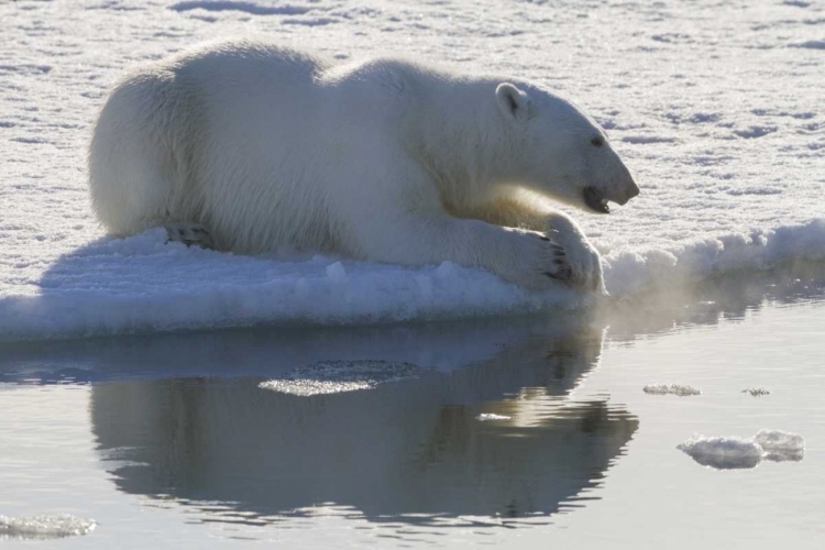 Picture of NORWAY, SVALBARD POLAR BEAR BACKLIT AS IT SITS