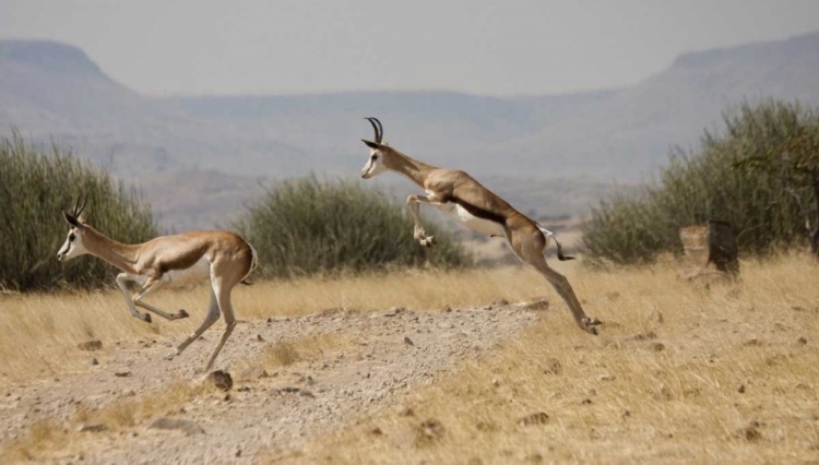 Picture of RUNNING SPRINGBOKS IN MID-JUMP, PALMWAG, NAMIBIA