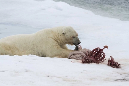 Picture of NORWAY, SVALBARD POLAR BEAR EATING SEAL CARCASS