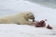 Picture of NORWAY, SVALBARD POLAR BEAR EATING SEAL CARCASS