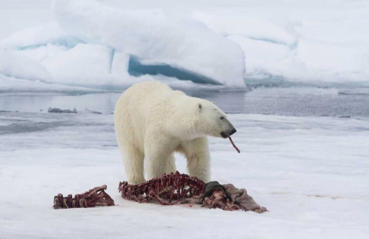 Picture of NORWAY, SVALBARD POLAR BEAR EATING SEAL CARCASS