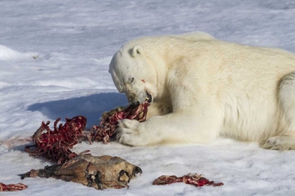 Picture of NORWAY, SVALBARD POLAR BEAR EATING SEAL CARCASS