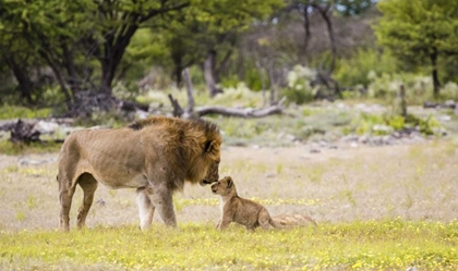 Picture of NAMIBIA, ETOSHA NP ALPHA MALE LION INSPECTS CUB