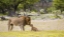 Picture of NAMIBIA, ETOSHA NP ALPHA MALE LION INSPECTS CUB