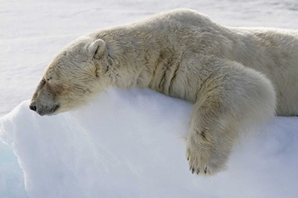 Picture of NORWAY, SVALBARD POLAR BEAR ASLEEP ON ICE RIDGE