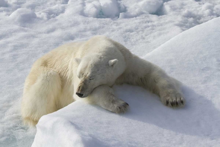 Picture of NORWAY, SVALBARD POLAR BEAR ASLEEP ON ICE RIDGE