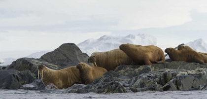 Picture of NORWAY, SVALBARD WALRUSES MOVING INTO THE WATER