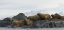 Picture of NORWAY, SVALBARD WALRUSES MOVING INTO THE WATER