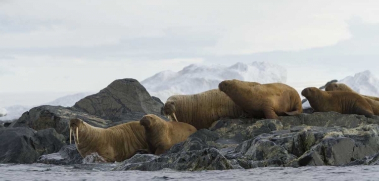 Picture of NORWAY, SVALBARD WALRUSES MOVING INTO THE WATER