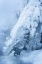 Picture of CO, WOODLAND PARK ICE AND FROST ON WATERFALL