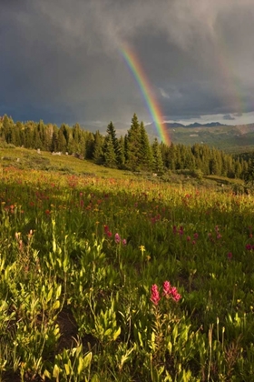 Picture of CO, SHRINE PASS A SUNSET RAINBOW OVER MEADOW