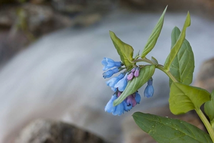 Picture of CO MOUNTAIN BLUEBELLS BESIDE A RUSHING CREEK