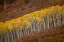 Picture of CO, GUNNISON NP AUTUMN TREES IN BLACK CANYON