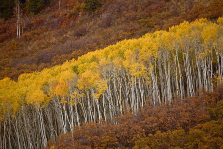 Picture of CO, GUNNISON NP AUTUMN TREES IN BLACK CANYON