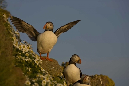 Picture of ICELAND, LATRABJARG ATLANTIC PUFFIN ON CLIFF