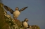 Picture of ICELAND, LATRABJARG ATLANTIC PUFFIN ON CLIFF