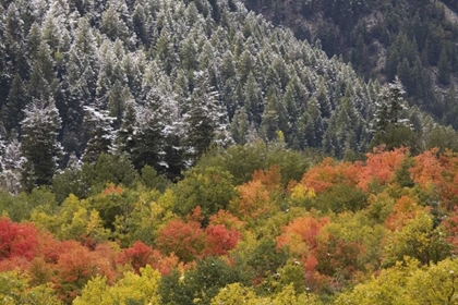 Picture of UT, LITTLE COTTONWOOD CANYON AUTUMN SNOWFALL
