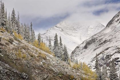 Picture of CO, ROCKY MTS, CINNAMON PASS AUTUMN SNOWFALL,