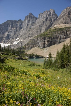 Picture of MONTANA, GLACIER NP MEADOW ABOVE ICEBERG LAKE