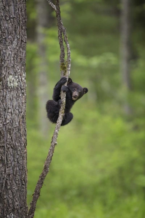 Picture of TENNESSEE BLACK BEAR CUB PLAYING ON TREE LIMB