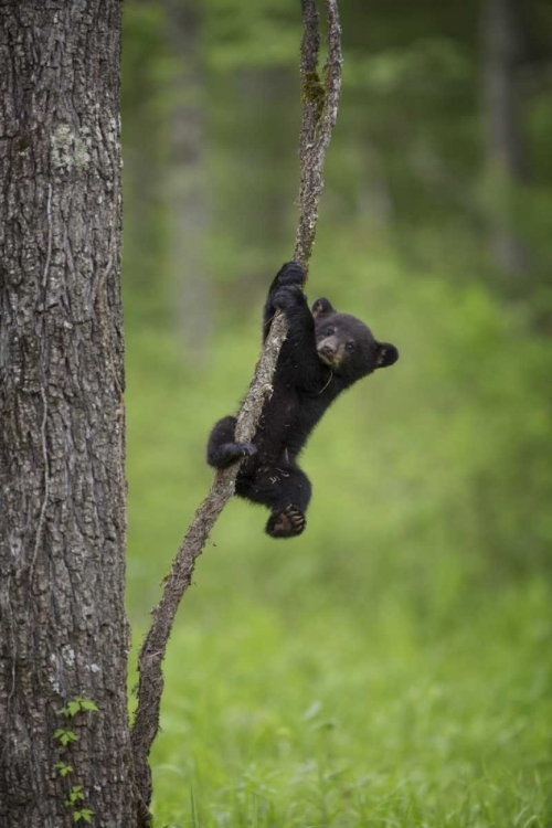 Picture of TENNESSEE BLACK BEAR CUB PLAYING ON TREE LIMB