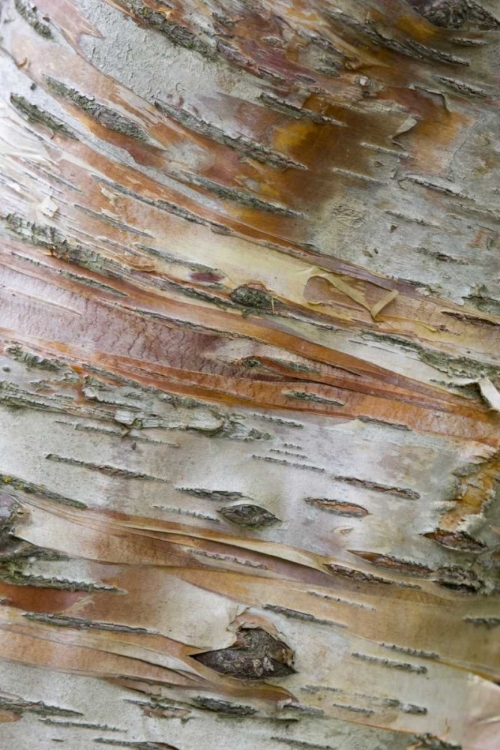 Picture of ICELAND, AKUREYRI BARK DETAIL ON A BIRCH TREE
