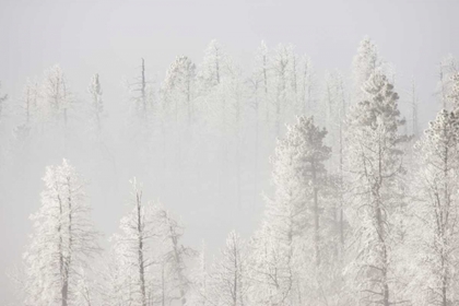 Picture of COLORADO, PIKE NF TREES WITH HOARFROST IN FOG