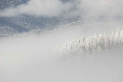 Picture of COLORADO, PIKE NF TREES WITH HOARFROST IN FOG