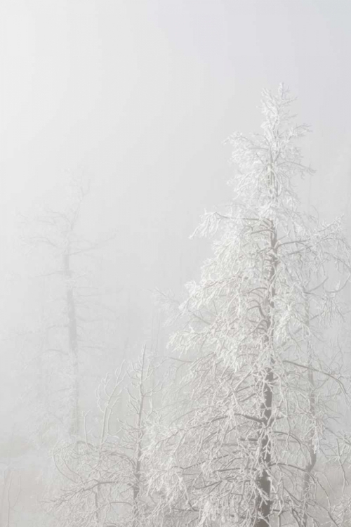 Picture of COLORADO, PIKE NF TREES WITH HOARFROST IN FOG