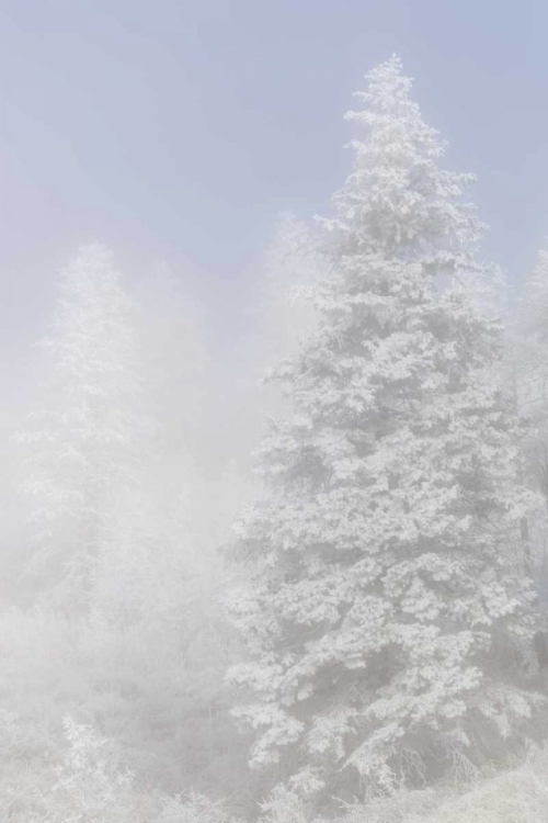 Picture of COLORADO, PIKE NF TREES WITH HOARFROST IN FOG